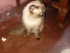 Himalayan Male Cat