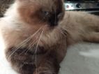 Himalayan Male Cat