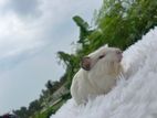 Himalayan Male Guinea Pig