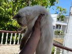 Himalayan Mix Persian