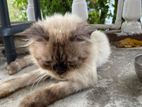 Himalayan Mix Persian Cat