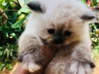 Himalayan Cat