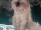 Himalayan Persian Cat for Crossing