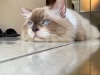 Himalayan Persian Cat for Crossing