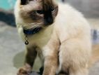 Himalayan Persian cat