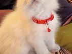 Himalayan Persian Cat