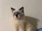 Himalayan Persian Cat