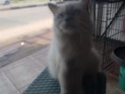 Himalayan Persian Cat