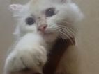 Himalayan Persian Cat