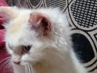Himalayan Persian Cat