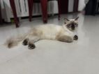 Himalayan Persian Cat