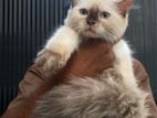 Himalayan Persian Cat