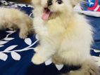 Himalayan Persian Cat
