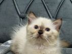 Himalayan Persian Cat