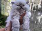 Himalayan Persian Cat