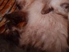 Himalayan Persian Cat