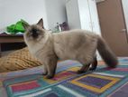 Himalayan Persian Female Cat