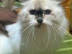 Himalayan Persian Female Cat
