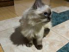 Himalayan Persian Female Cat