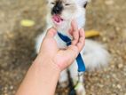 Himalayan Cat