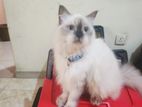 Himalayan Persian Female Cat