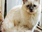 Himalayan Persian Female Kitten