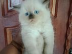 Himalayan persian