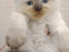 Himalayan persian