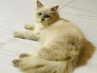 Himalayan persian