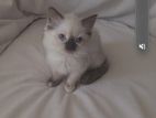 Himalayan Persian