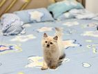 Himalayan Persian