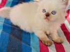 Himalayan Male Persian Kitten