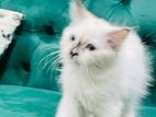 Himalayan Persian Kitten
