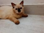 Himalayan Persian Kitten