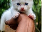 Himalayan Kittens