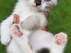 Himalayan Kittens