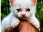 Himalayan Kittens