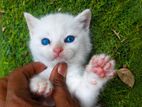 Himalayan Kittens