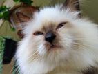 Himalayan Persian Male Kitten