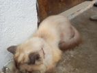 Himalayan Persian Mix Cat