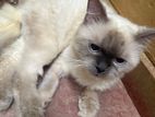 Himalayan Cat