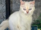 Himalayan Persiyan