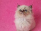 Himalayan Kittens