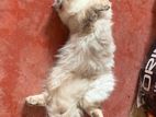 Himalayan pure breed male cat