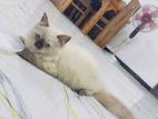 Himalayan Pure