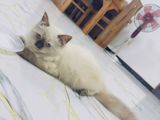 Himalayan Male Cat
