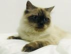 Himalayan Cat Male