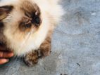 Himalayan Cat
