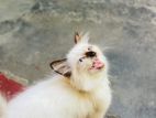 Himalayan Cat