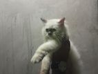 Himalayan Persian Cat